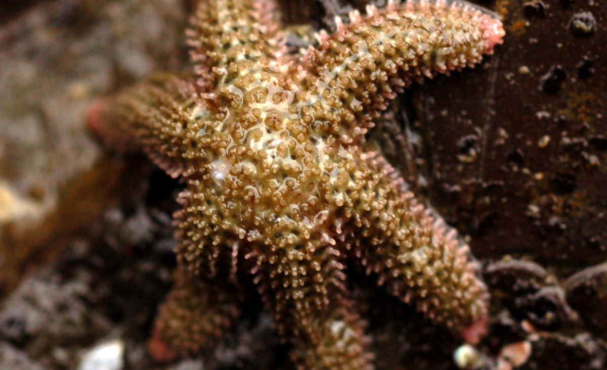 A six-rayed sea star. Wikipedia.
