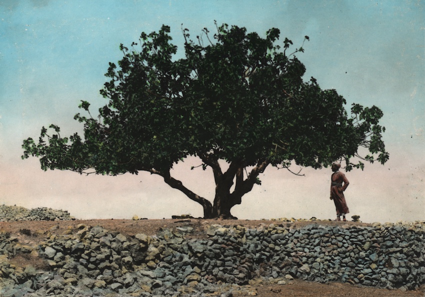 In Photos: The Story of the Liberation of Jerusalem a Century Ago 4-tree-full-0012-1