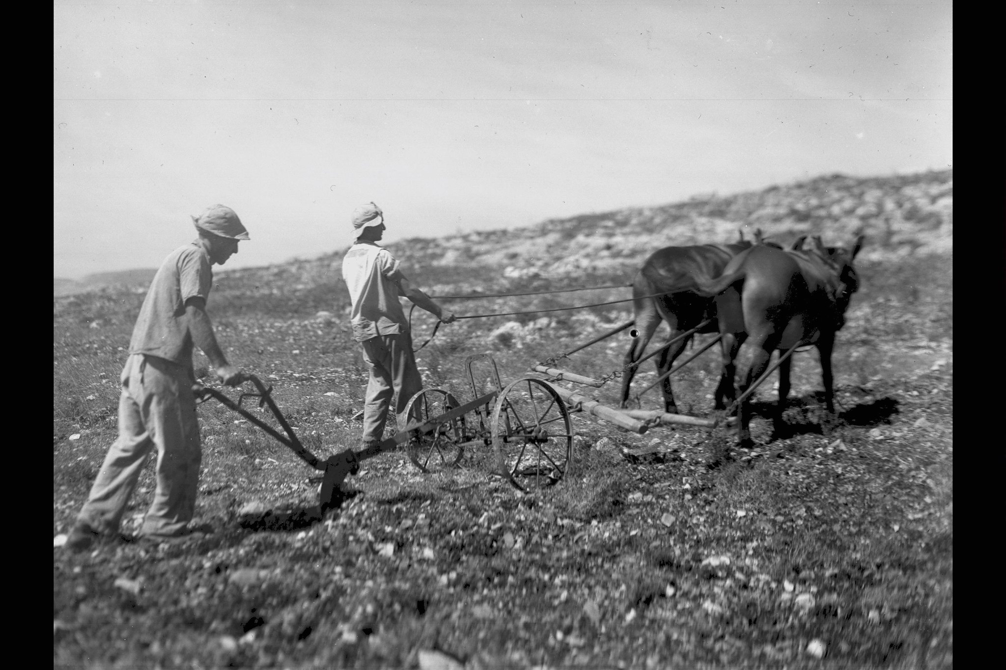 Members of Kibbutz Ma’ale Hahamisha plow their land in 1938. Zoltan Kluger/Government Press Office.
